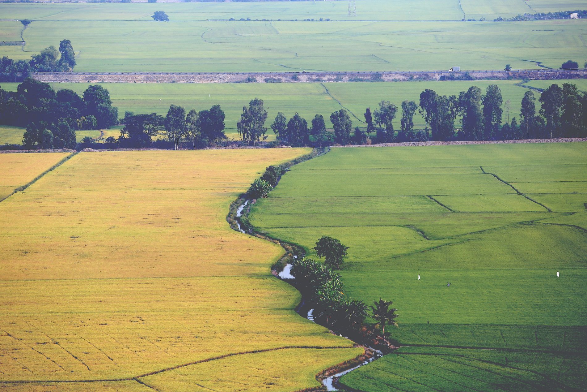 Patchwork rice fields in An Giang